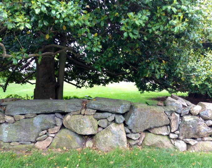 8x10 Stone . Bark . Leaf