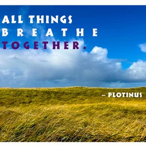 May include: A quote by Plotinus, "All things breathe together." is displayed against a blue sky with white clouds. The quote is written in white letters with a purple outline. The bottom of the image shows a field of tall, yellow grass blowing in the wind.