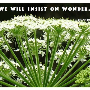 May include: A close-up of a white flower cluster with green stems. The quote "WE WILL INSIST ON WONDER. -BRIAN DOYLE" is visible at the top of the image.