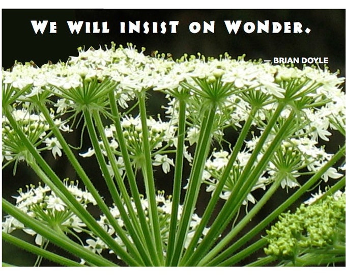 Card W019 Wonder -- Brian Doyle