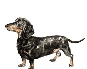 Dachshund fine art print