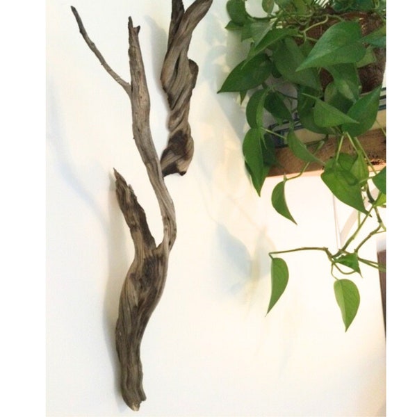 Organic wood climbing plant hook for wall, natural and beautiful with a rustic flair.