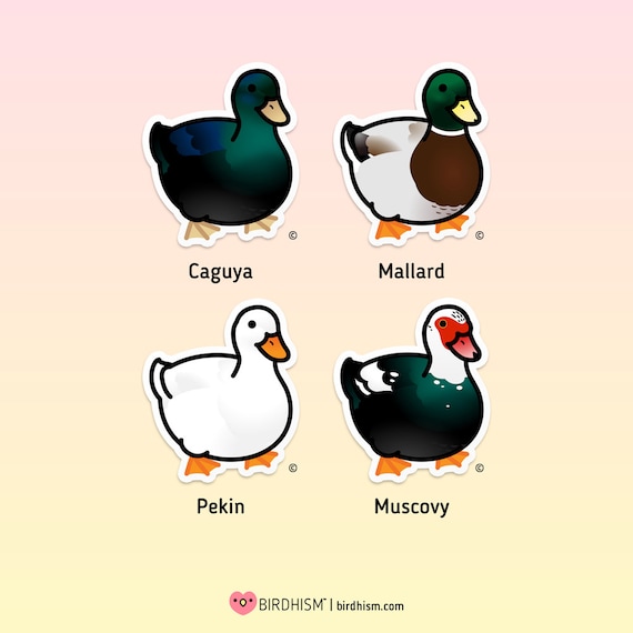 Chubby Duck Sticker Outdoor-Qualität - .de