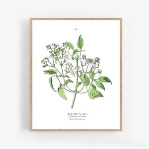Botanical Print Traveler&#39;s Joy Wall Art, Printable Digital Download, Flower Illustration, Vintage Scientific Neutral Decor Large 16x20 18x24
