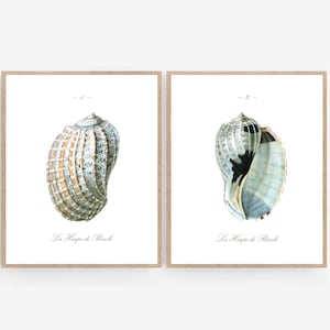 Vintage Style Seashell Printable Wall Art Print Set - Etsy