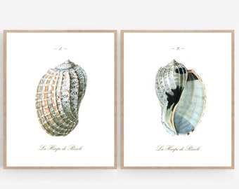 Vintage Style Seashell Printable Wall Art Print Set Photography Beachy Coastal Decor Watercolor Drawing Photo 5x7 8x10 11x14 16x20 18x24