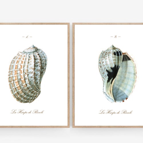 Vintage Style Seashell Printable Wall Art Print Set - Etsy