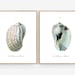 Set of 2 Vintage Style Seashell Printable Digital Download - Etsy