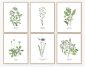 Botanical Print Set of 6 Printable Digital Download Wall Art - Etsy