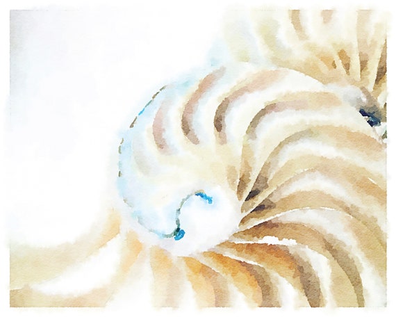 Sea Shells - 8 x 10 Watercolor Art Print