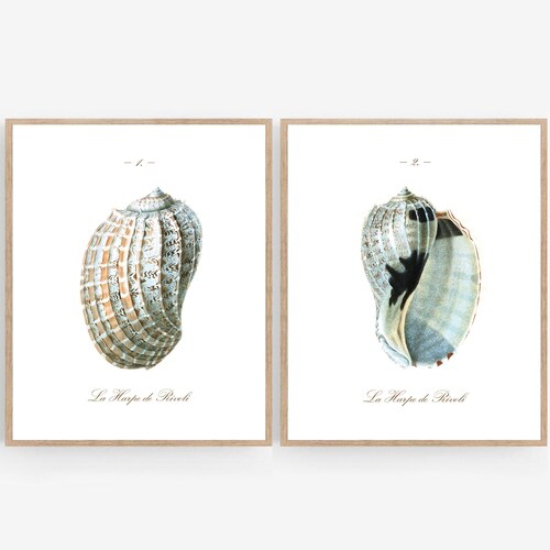 Set of 2 Vintage Style Seashell Printable Digital Download - Etsy
