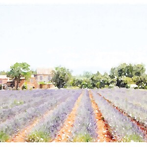 May include: A watercolor painting of a lavender field with two dirt paths leading to a farmhouse in the distance.
