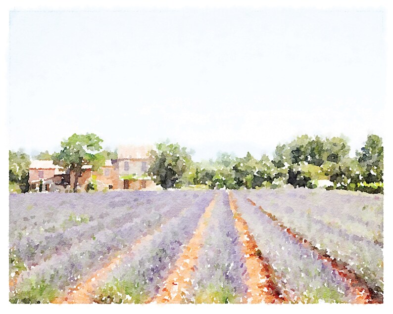 May include: A watercolor painting of a lavender field with two dirt paths leading to a farmhouse in the distance.