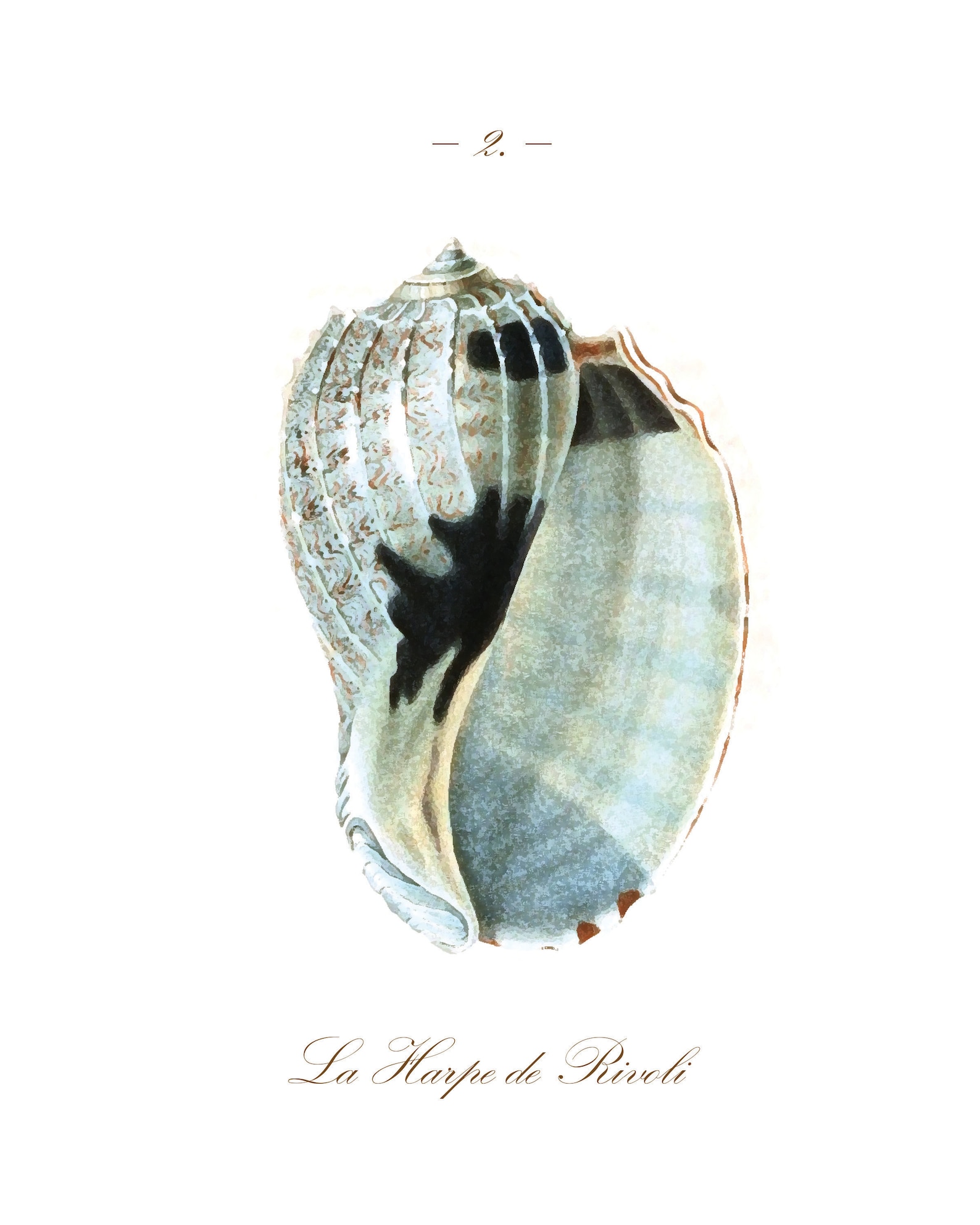 Set of 2 Vintage Style Seashell Printable Digital Download - Etsy