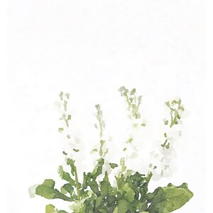 May include: A watercolor painting of white flowers with green leaves. The flowers are in bloom and the leaves are lush and green. The painting is done in a soft, delicate style.
