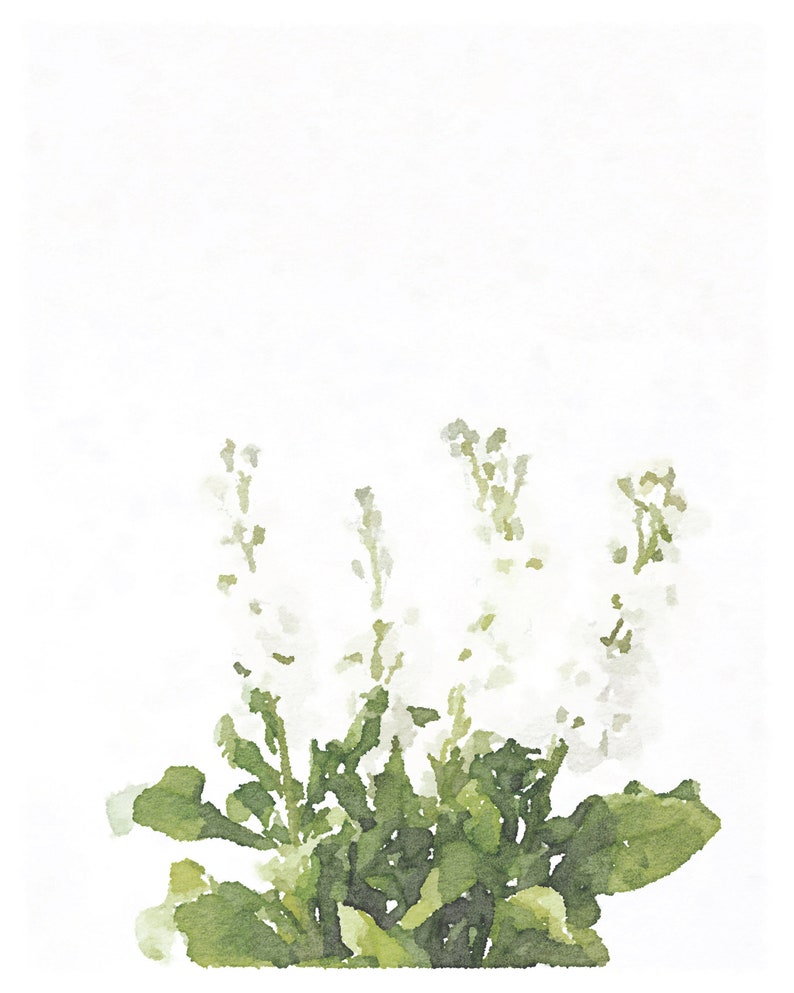 May include: A watercolor painting of white flowers with green leaves. The flowers are in bloom and the leaves are lush and green. The painting is done in a soft, delicate style.