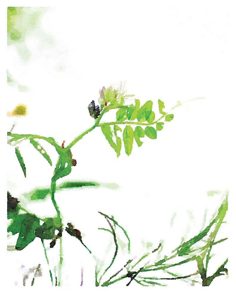 Minimalist Spa Decor Nature Photography 16x20 18x24 Neutral Botanical Print Wildflowers Sweet Pea Watercolor Wall Art Digital Download