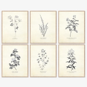 Lot de 6 tirages botaniques déco Français, téléchargement numérique, art mural galerie vintage, illustration scientifique de fleurs dessins de plantes 8 x 10, 11 x 14