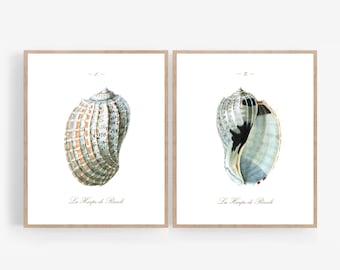 Vintage Style Seashell Printable Wall Art Print Set Photography Beachy Coastal Decor Watercolor Drawing Photo 5x7 8x10 11x14 16x20 18x24