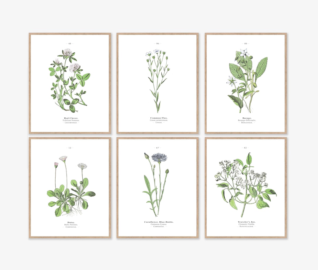 Set of 6 Botanical Prints Wall Art Download, Vintage Scientific ...