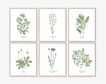 Set von 6 Botanische Drucke Wand Kunst Download, Vintage wissenschaftliche Illustration, Neutral Blumen Dekor, Florale Zeichnung Pflanzen 13x18, 8x10, 11x14
