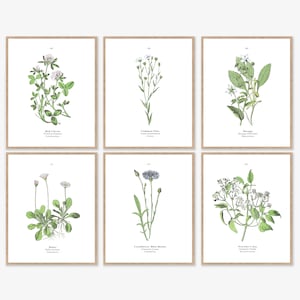 Botanical Print Set of 6 Printable Digital Download Wall Art Scientific Illustration Botanicals, Neutral Flower Decor, Floral Drawing Plants