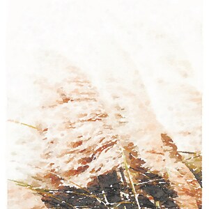 May include: A watercolor painting of tall, feathery grasses in shades of brown and white against a soft, white background.