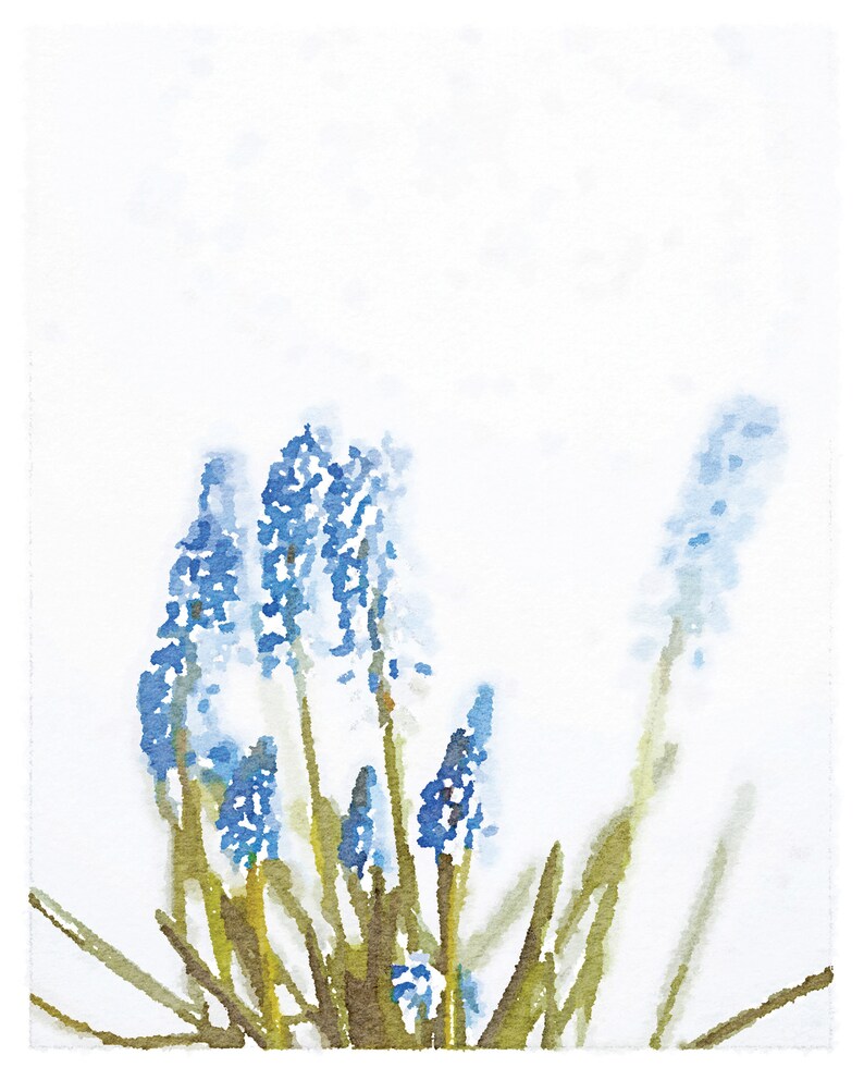 May include: A watercolor painting of blue flowers with green stems on a white background.