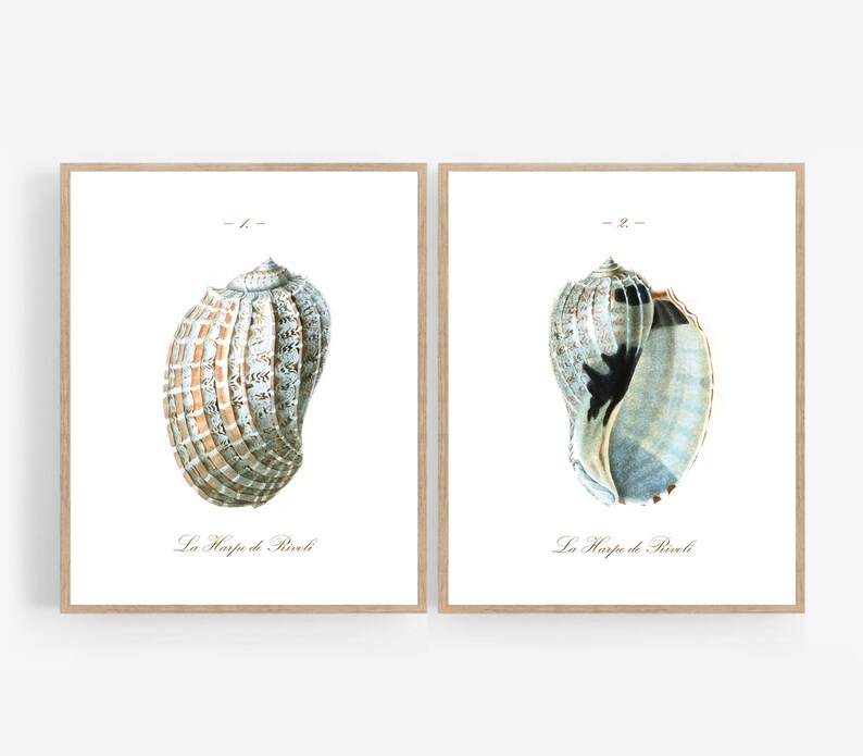 Vintage Style Seashell Printable Wall Art Print Set | Etsy