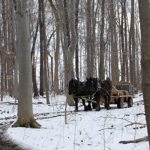 May include: Three black horses pulling a wooden wagon through a snowy forest. The wagon is loaded with wood and has a canvas top. The horses are harnessed and have leather straps.