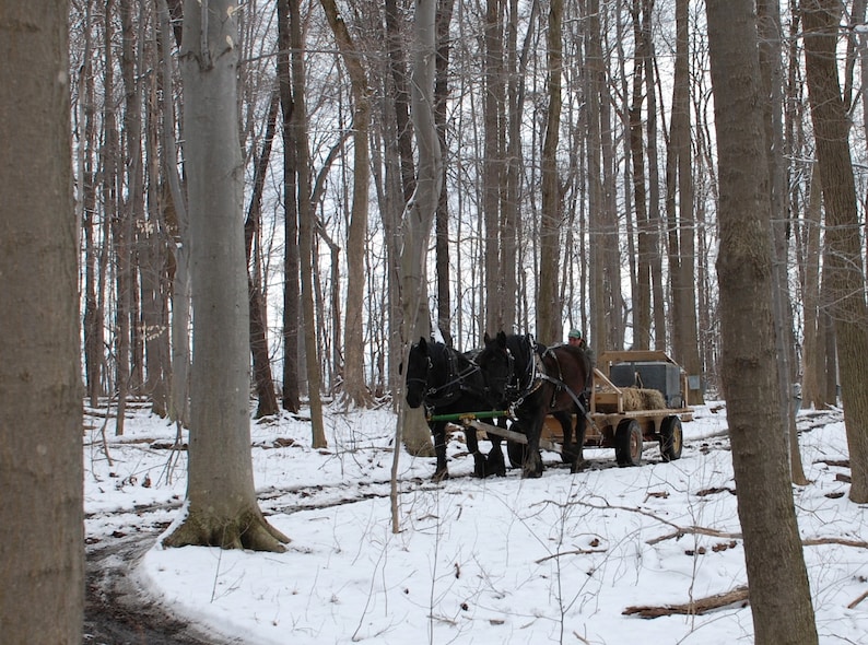 May include: Three black horses pulling a wooden wagon through a snowy forest. The wagon is loaded with wood and has a canvas top. The horses are harnessed and have leather straps.
