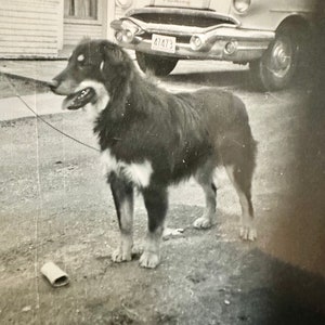May include: A black and white dog stands on a driveway, with a classic car in the background. The dog is on a leash and appears to be looking to the left. The car has a license plate that reads 41473. The image is in black and white.