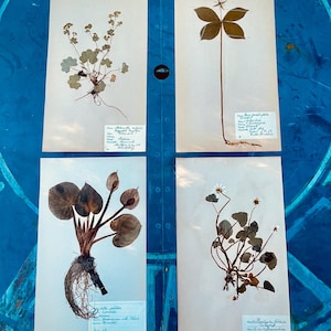 May include: Four botanical prints featuring pressed plants with visible roots and stems. Each print is on a cream-colored background with handwritten text at the bottom. The plants vary in shape and size, showcasing different leaf and flower structures.