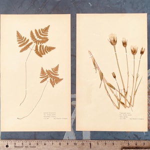 May include: Two botanical prints featuring pressed plants. The left print showcases a fern with detailed fronds, while the right print displays delicate dried flowers. Both are mounted on aged paper, with handwritten text at the bottom.
