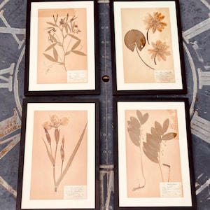 May include: Four framed botanical prints featuring pressed plants and flowers. Each print is in a black frame with a cream-colored mat. The botanical specimens are in shades of brown and beige, with visible details of leaves, stems, and flowers.