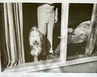 Incredible rare vintage found black & white photo 1969 sheep dog with Bertoia steel wire chair