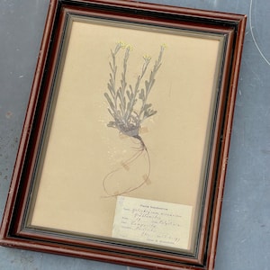 Antique Swedish pressed herbarium 1942 beautifully displayed in this antique frame botanical