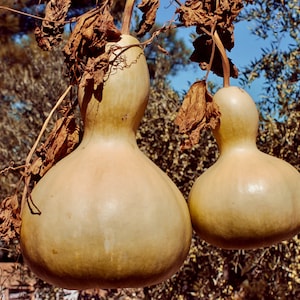 E-Book: America&#39;s Most Amazing, Amusing Vegetable, The Bottle Gourd