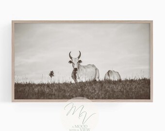 May include: A black and white photograph of two white cows standing in a field of long grass. The cow in the foreground is looking directly at the camera.