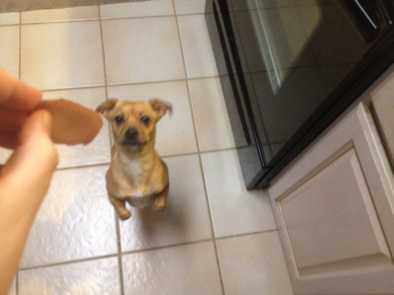 Homemade Pork Jerky Dog Treats 8oz All Natural No Fillers Etsy