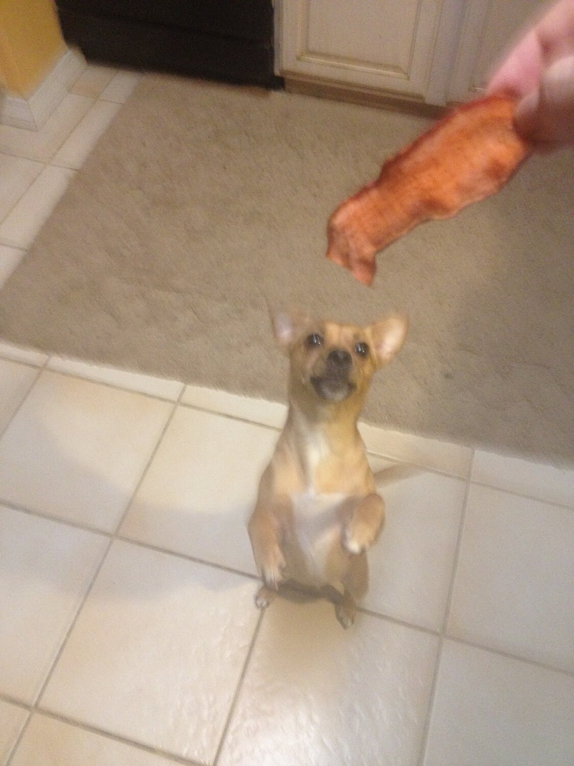 All Natural Sweet Potato Dog Treats – Honey Coated, Made In USA, No Chemicals Or Additives 7 thumbnail image