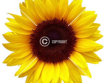Free Free Sunflower Waterslide Svg 376 SVG PNG EPS DXF File