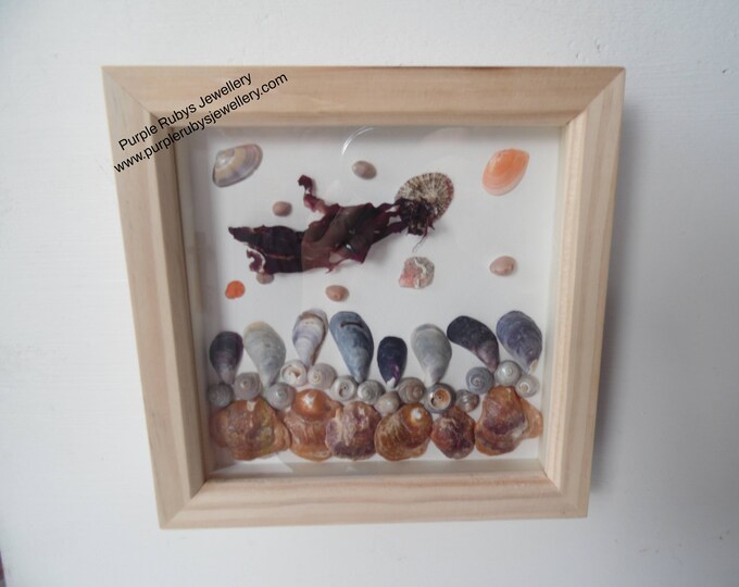 Purple Tone Cornish Sea Shells Underwater Scene