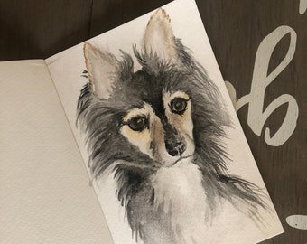 Pet Portraits