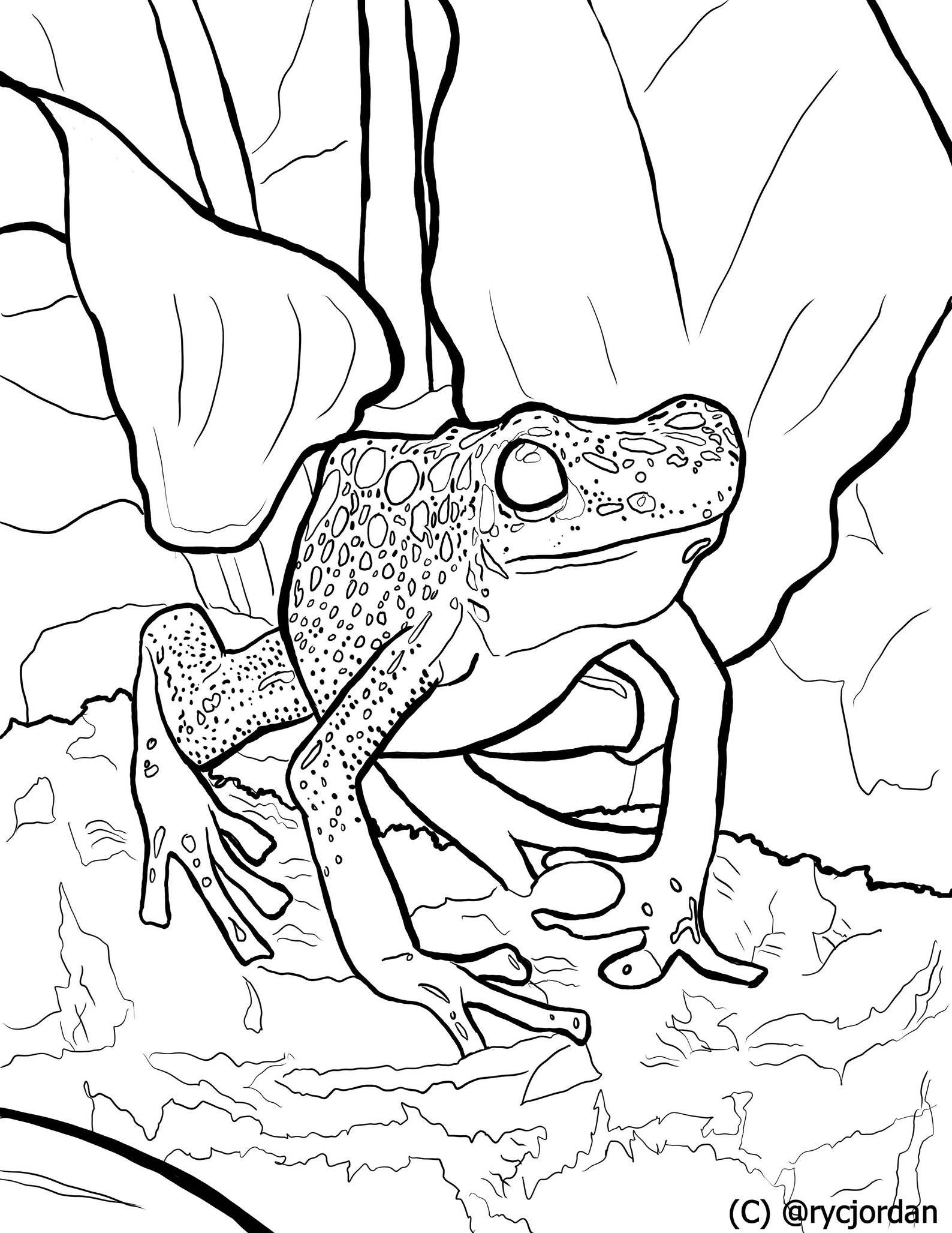 Poison Dart Frog Coloring Pages Etsy