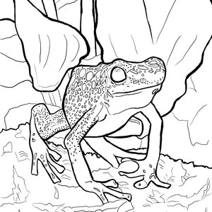 Poison Dart Frog Coloring Pages