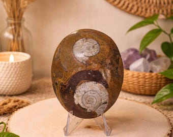 Ammonite Palm Stone Fossil, 4.15oz, 3" Tall, Stand Included