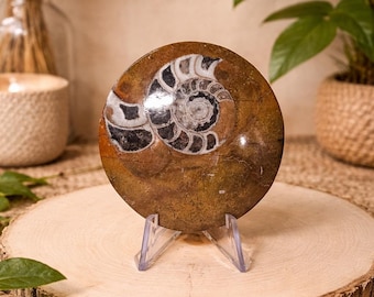 Ammonite Palm Stone Fossil, 2.60oz, 2.75" Tall, Stand Included