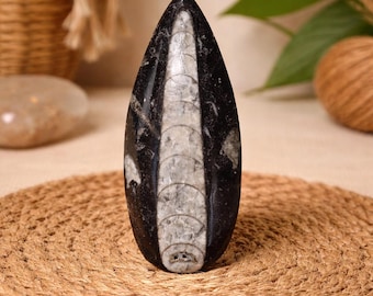 Orthoceras Fossil, 2.35oz, 3.25" Tall