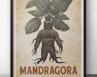 Mandragora (Mandrake) Poster - Vintage Style Retro Kitchen Witchy Art